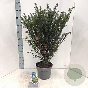 Taxus baccata 70-80 cm 5,0L