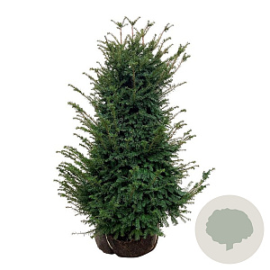Taxus baccata 100-120 cm met kluit extra