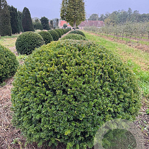 Taxus baccata 120-130 cm draadkluit bol