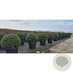 Taxus baccata 140-150 cm draadkluit bol