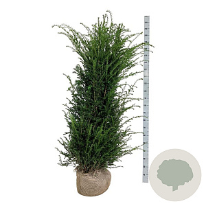 Taxus baccata 160-180 cm met kluit extra