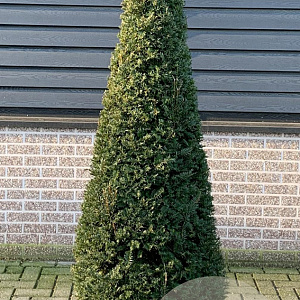 Taxus baccata 190-200 cm 45L kegel
