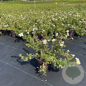 Potentilla f. 'Abbotswood' 20-30 cm P13