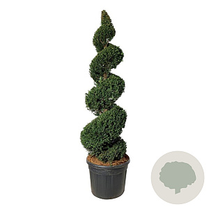 Taxus baccata 175-200 cm cont. 90L spiraal