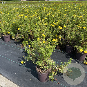 Potentilla f. 'Goldfinger' 20-30 cm P13
