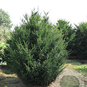 Taxus baccata 250-300 cm draadkluit solitair