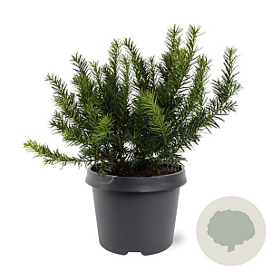 Taxus b. 'Repandens' 25-30 cm 3,5L