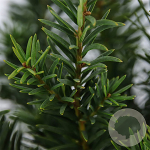 Taxus b. 'Repandens' 25-30 cm 3,5L