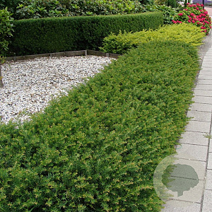 Taxus b. 'Repandens' 30-40 cm 5,0L