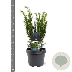 Taxus media 'Densiformis' 25-30 cm 3,5L