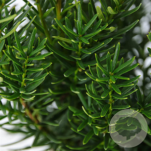 Taxus media 'Farmen' 25-30 cm 3,5L