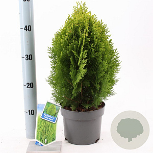 Thuja occ. 'Aurea Nana' 30-35 cm 3,0L