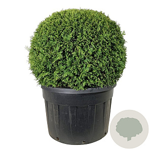 Thuja occ. 'Brabant' 100-125 cm cont. 230L bol