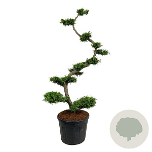 Thuja occ. 'Brabant' 175 cm op cont. 90L bonsai