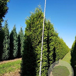 Thuja occ. 'Brabant' 500-550 cm draadkluit solitair