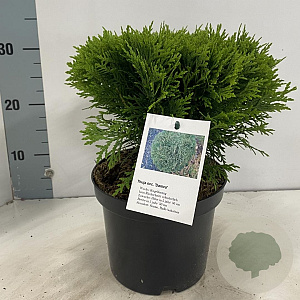 Thuja occ. 'Danica' 25-30 cm 3,0L