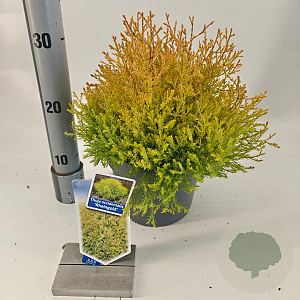Thuja occ. 'Rheingold' 20-25 cm 3,0L