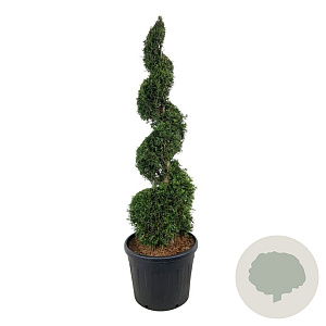 Thuja occ. 'Smaragd' 150-175 cm cont. 90L spiraal