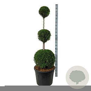 Thuja occ. 'Smaragd' 150-175 cm cont. 90L trio bol