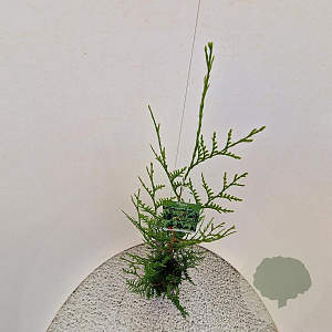 Thuja pl. 'Atrovirens' 100-125 cm 3,0L