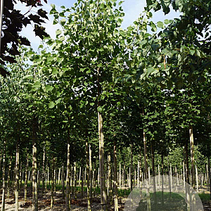 Tilia europaea 'Zwarte Linde' 16-18 HO draadkluit