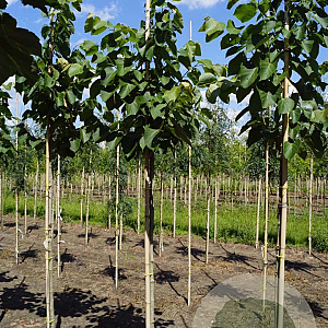 Tilia mandshurica 10-12 HO draadkluit