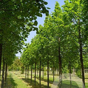 Tilia plat. 'Örebro' 8-10 HO draadkluit