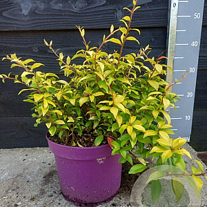 Trachelospermum as. 'G. Memories' 40-50 cm 5,0L
