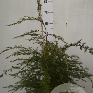 Tsuga canadensis 60-80 cm 7,5L