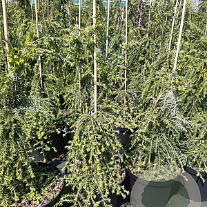 Tsuga can. 'Cole's Prostrate' 50-60 cm 5,0L