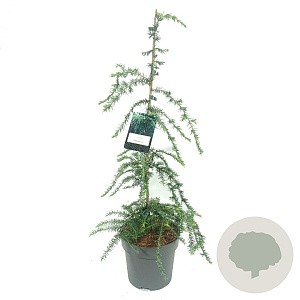 Tsuga can. 'Pendula' 80-100 cm 5,0L