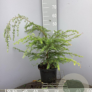 Tsuga heterophylla 50-60 cm 5,0L