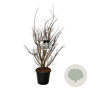 Ulmus minor suberosa 100-125 cm 30L extra