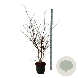 Ulmus minor suberosa 150-175 cm 30L extra