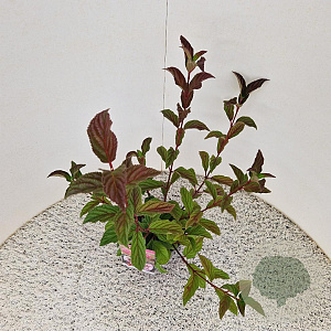 Viburnum bodn. 'Charles Lamont' 60-80 cm 2,5L