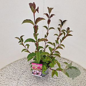 Viburnum bodn. 'Charles Lamont' 60-80 cm 2,5L