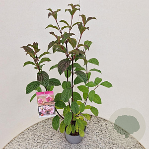 Viburnum bodn. 'Charles Lamont' 60-80 cm 3,0L