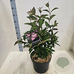 Viburnum bodn. 'Charles Lamont' 60-80 cm 10L