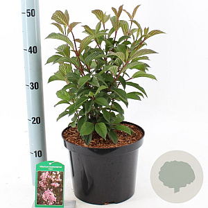 Viburnum bodn. 'Dawn' 40-50 cm 5,0L