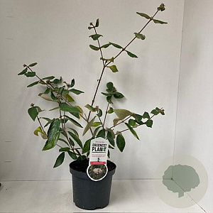 Viburnum burkwoodii 40-50 cm 3,0L