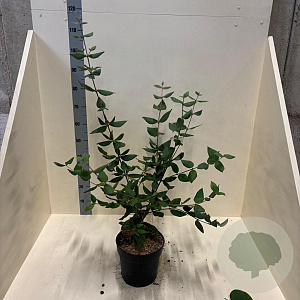 Viburnum burkwoodii 60-80 cm 6L meerstammig