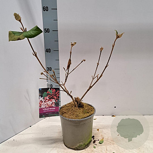 Viburnum burkw. 'Anne Russell' 40-50 cm 2,0L