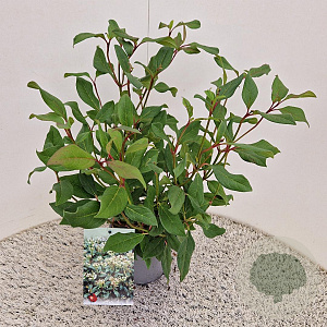 Viburnum globosum 'Jermyns Globe' 30-40 cm 2,5L