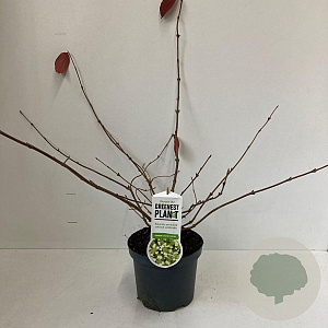 Viburnum plic. 'Cascade' 30-40 cm 3,0L