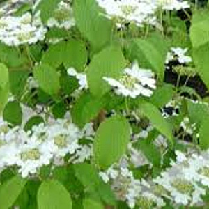 Viburnum plic. 'JWW1' 100-125 cm 35L