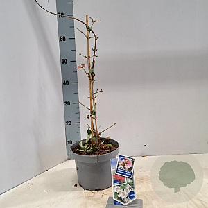 Viburnum plic. Kilimandjaro Sunrise 30-40 cm 3,0L