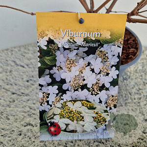 Viburnum plic. 'Mariesii' 40-45 cm 3,0L