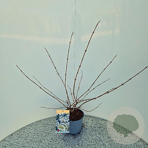 Viburnum plic. 'Mariesii' 40-45 cm 3,0L