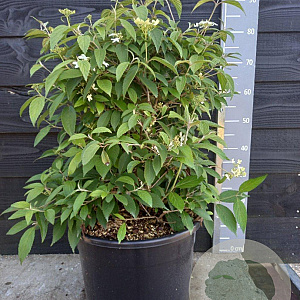 Viburnum plic. 'Watanabe' 60-80 cm 20L