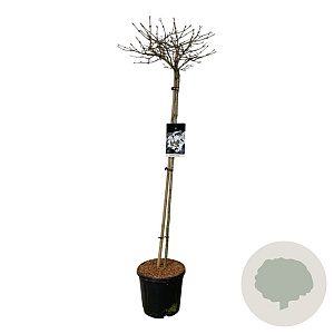 Viburnum plic. 'Watanabe' 120 cm stam 15L